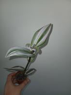 tradescantia Nanouk, Huis en Inrichting, Kamerplanten, Ophalen
