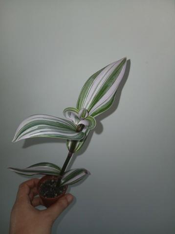 tradescantia Nanouk, Enlèvement