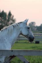 Fantastisch weide maatje, Dieren en Toebehoren, Paarden, Ruin