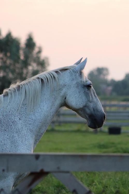 Fantastisch weide maatje, Dieren en Toebehoren, Paarden, Ruin