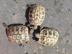 Landschildpadden, Dieren en Toebehoren, Reptielen en Amfibieën, Schildpad, 3 tot 6 jaar