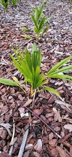 Trachycarpus Fortunei, Ophalen, Zomer
