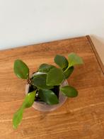 Hoya Diptera, Huis en Inrichting, Ophalen of Verzenden