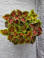 Petits Coleus 4€/pièce, Enlèvement ou Envoi