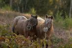 Appaloosa pony, Merrie, Niet van toepassing, A pony (tot 1.17m), 11 jaar of ouder