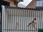 putters, Dieren en Toebehoren, Vogels | Overige Vogels, Wildzangvogel, Geringd