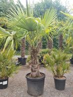 Palmboom Trachycarpus Fortunei, Tuin en Terras, Planten | Bomen, Ophalen, Halfschaduw, Palmboom
