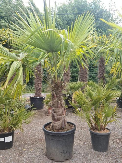 Palmboom Trachycarpus Fortunei, Tuin en Terras, Planten | Bomen, Palmboom, Halfschaduw, Ophalen