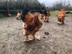 Brahma GH hanen, Dieren en Toebehoren, Pluimvee, Mannelijk, Kip