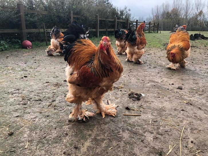 Brahma GH hanen, Dieren en Toebehoren, Pluimvee, Kip, Mannelijk