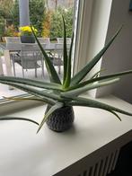 2 planten aloe vera, Huis en Inrichting, Kamerplanten, Ophalen