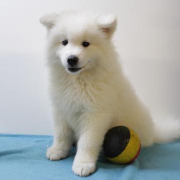 Samojeed - Belgische pups te koop beschikbaar voor biedingen