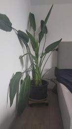Verschillende kamerplanten te koop, Huis en Inrichting, Kamerplanten, Ophalen