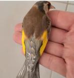 Mâle parva chardonneret Damas, Animaux & Accessoires, Oiseaux | Oiseaux Autre, Mâle, Oiseau chanteur sauvage, Domestique