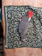 Grijze Roodstaart taxidermy, Kleding | Dames, Mutsen, Sjaals en Handschoenen, Ophalen