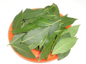 laurier frais (100 feuilles) beschikbaar voor biedingen
