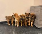 Shiba inu pups te koop, Dieren en Toebehoren, CDV (hondenziekte), België, Particulier, Overige rassen