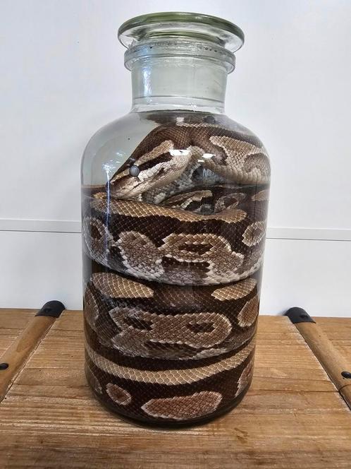 Volwassen koningspython op sterkwater, Verzamelen, Dierenverzamelingen, Ophalen of Verzenden