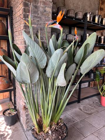 Strelitzia reginae, paradijsvogelplant bloeiend H170 cm  beschikbaar voor biedingen