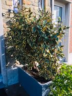 elaeagnus ebbingei gilt edge (olijfwilg) zonder bak!, Tuin en Terras, Planten | Bomen, Olijfboom, Ophalen, 100 tot 250 cm