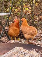 Wyandotte buff, Dieren en Toebehoren, Meerdere dieren, Kip