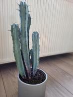 Cactus, Maison & Meubles, Plantes d'intérieur, Cactus, Enlèvement