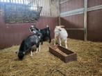 Dwerggeiten bokjes, Dieren en Toebehoren, Schapen, Geiten en Varkens, Mannelijk, Geit, 0 tot 2 jaar