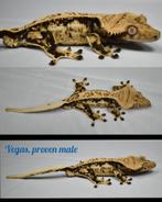 Bewezen kweekman wimpergekko met lineage, Dieren en Toebehoren