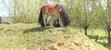 Boerenpaard, trekpaard ruin 6 j, Dieren en Toebehoren, Paarden, Ruin