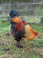 Brahma hanen, Dieren en Toebehoren