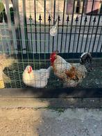 Haan, Dieren en Toebehoren