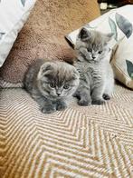 Nos 3 petites filles..., Enlèvement