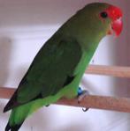 Mâles de taranta, Animaux & Accessoires, Oiseaux | Perruches & Perroquets, Mâle, Perruche, Bagué