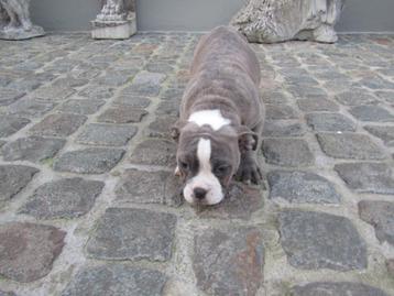 Old English Bulldog puppy teefje beschikbaar voor biedingen