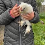 2 jonge zijdehoen haantjes, Dieren en Toebehoren, Pluimvee, Mannelijk, Kip