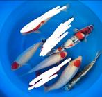 Maruhiro mix nisai, Dieren en Toebehoren