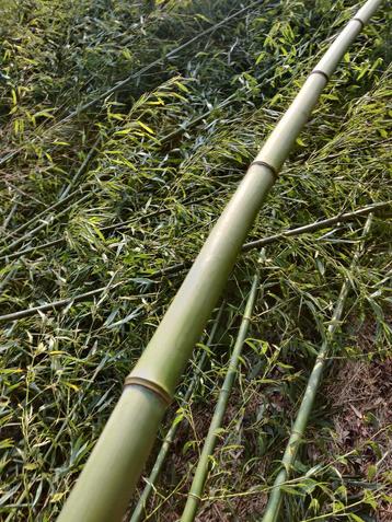 Bamboo takken vandaag af te halen beschikbaar voor biedingen