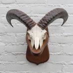 Schedel MOEFLON RAM op solide dubbel houten schild (ref. B), Enlèvement ou Envoi, Utilisé, Animal sauvage, Crâne