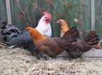 Kempisch hoen toom, Dieren en Toebehoren, Pluimvee