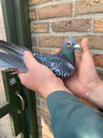 Gebroeders Janssens Arendonk duivin ‘24, Dieren en Toebehoren, Vrouwelijk, Postduif