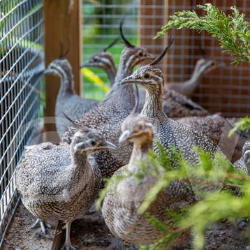 Tinamou Élégant Eudromia Elegans disponible aux enchères