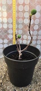 Figuier Ficus Carica, Figuier, En pot, Plein soleil, Enlèvement