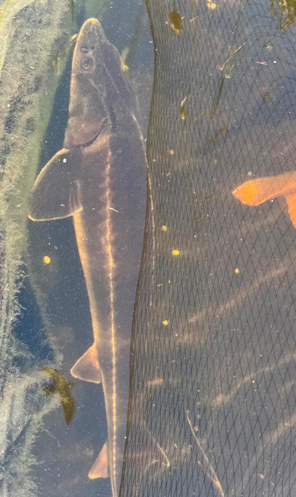 Diamantsteur 120 cm, Dieren en Toebehoren, Vissen | Vijvervissen, Steur
