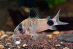 Corydora recherchait, Animaux & Accessoires