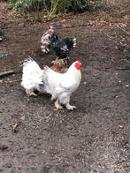 brahma haan, Dieren en Toebehoren, Pluimvee, Vrouwelijk, Kip