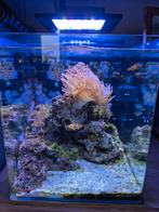 Superbe aquarium eau de mer avec poissons et coraux, Animaux & Accessoires, Enlèvement ou Envoi