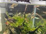Guppy endler, Dieren en Toebehoren, Ophalen, Zo goed als nieuw