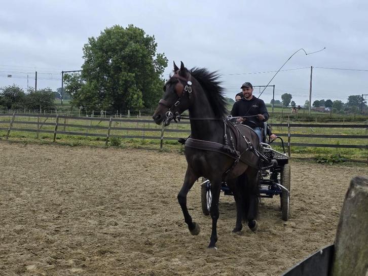 Tweespan Marathon Tuig TE KOOP, Dieren en Toebehoren, Paarden en Pony's | Hoofdstellen en Tuigage, Zo goed als nieuw, Overige soorten
