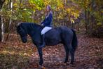 Dpony, Dieren en Toebehoren, Pony's, Ruin, D pony (1.37m tot 1.48m), Gechipt, 11 jaar of ouder