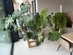 Monstera, Huis en Inrichting, Kamerplanten, Ophalen, 100 tot 150 cm, Overige soorten, Halfschaduw